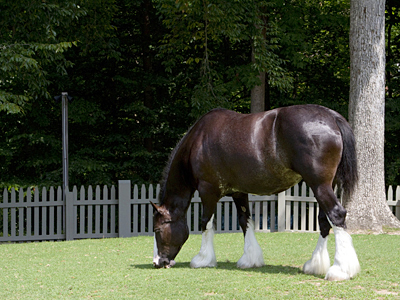 A Clydesdale grazes in the pasture at Busch Gardens, where R-MA summer camp students spent the day.